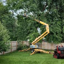 Best Storm Damage Tree Cleanup  in Collinsville, TX