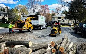 Best Tree Risk Assessment  in Collinsville, TX