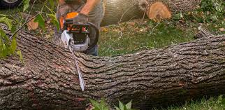 How Our Tree Care Process Works  in  Collinsville, TX